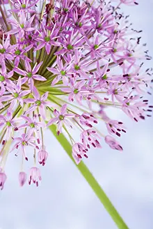 Hollandicum: Allium