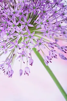 Hollandicum: Allium