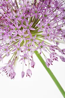 Hollandicum: Allium