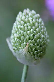 Leek: Allium