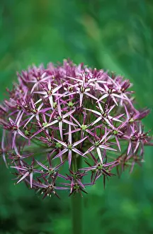 Cristophii: Allium