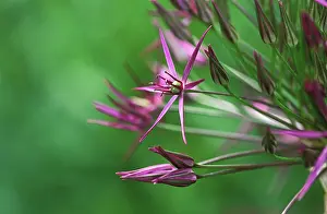 Cristophii: Allium
