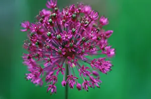 Hollandicum: Allium