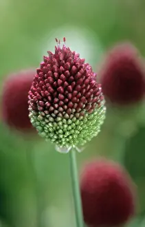 Leek: Allium