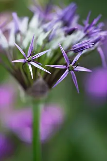 Cristophii: Allium