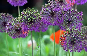 Globemaster: Allium