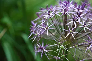 Christophii: Allium