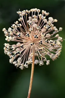 Hollandicum: Allium