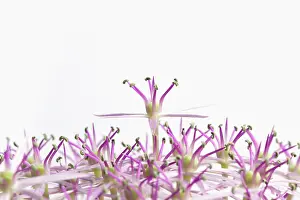 Christophii: Allium