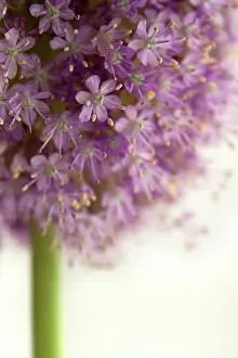 Combined: Allium