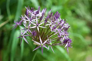 Christophii: Allium
