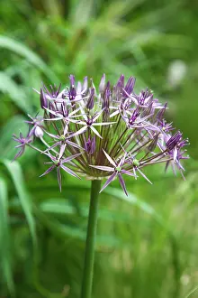 Christophii: Allium