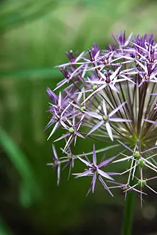 Christophii: Allium
