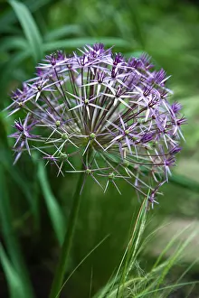 Christophii: Allium