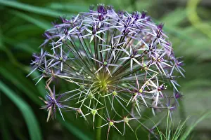 Christophii: Allium
