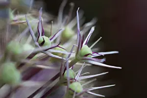 Christophii: Allium