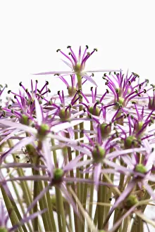 Christophii: Allium