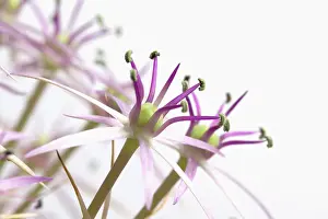 Christophii: Allium