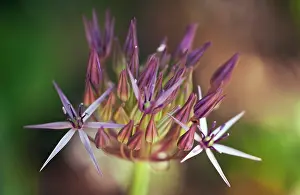 Cristophii: Allium