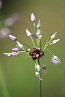 Roseum: Allium