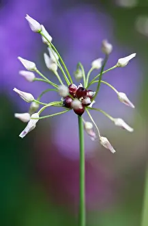Roseum: Allium
