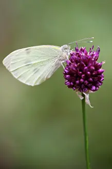 Leek: Allium