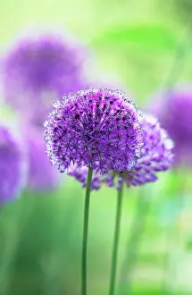 Sensation: Allium