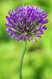 Hollandicum: Allium
