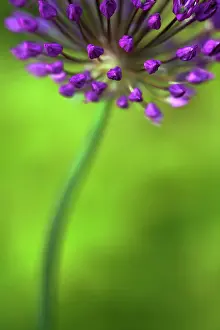 Hollandicum: Allium