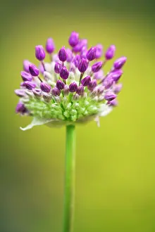 Hollandicum: Allium