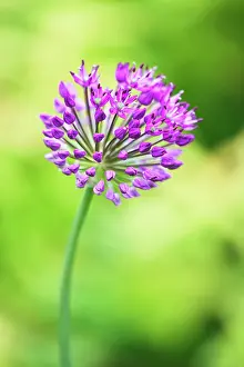 Hollandicum: Allium