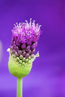 Hollandicum: Allium