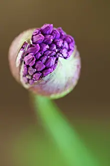 Hollandicum: Allium