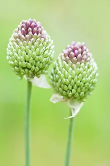 Leek: Allium