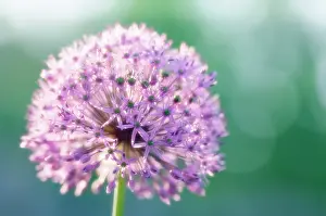 Giganteum: Allium