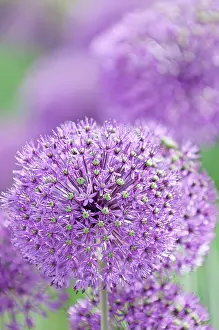 Hollandicum: Allium