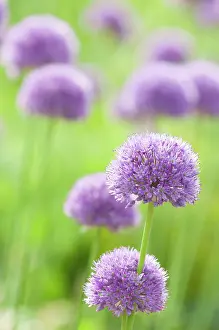 Hollandicum: Allium