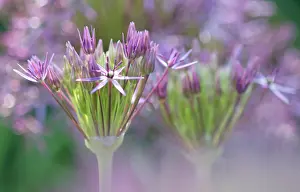 Cristophii: Allium