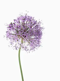 Gladiator: Allium