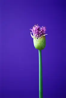 Globemaster: Allium