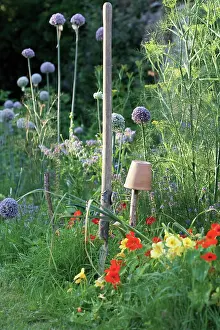 Unsophisticated: Allium