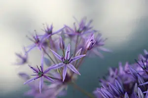 Umbel: Allium