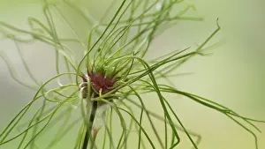 Tendril: Allium