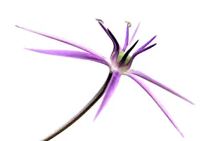 Exquisite: Allium