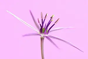 Exquisite: Allium