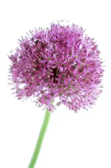 Rosenbach: Allium
