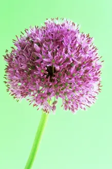Rosenbach: Allium