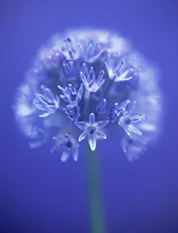 Azure: Allium