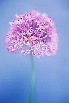 Giganteum: Allium