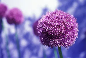 Giganteum: Allium